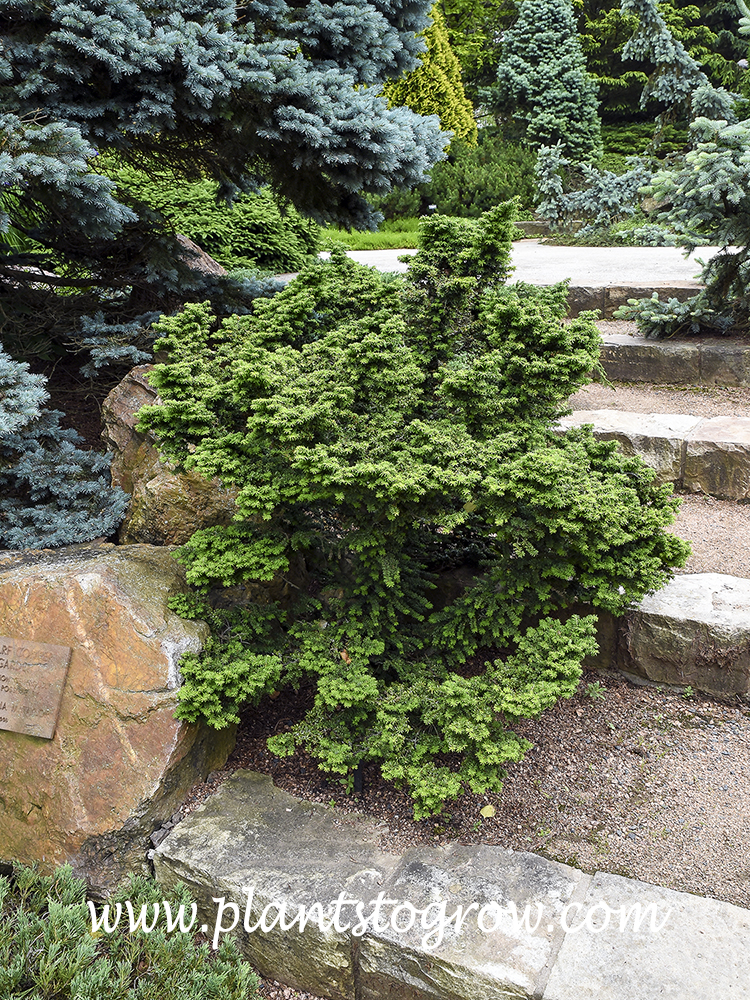 Hussi Canadian Hemlock (Tsuga canadensis)